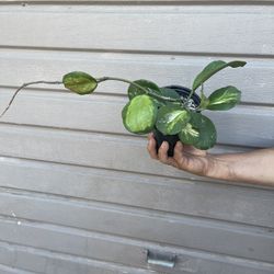 5” variegated hoya obovata 