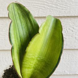 Rare Whale Fin Snake Plant