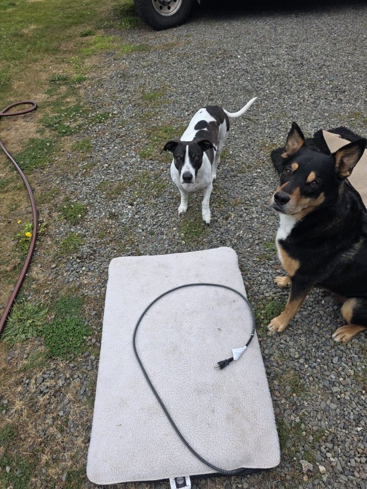 Heated Dog Bed
