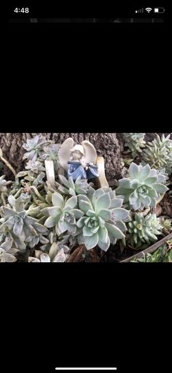 1 large succulent $4 in plastic flower pots 🌵