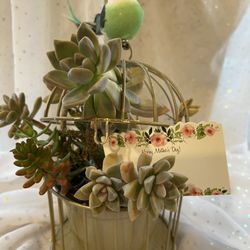 $13.95 Succulent Arrangements 