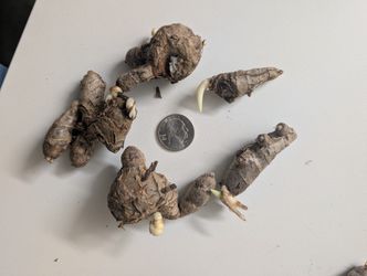 Sprouted Turmeric Root