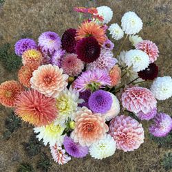 Locally Grown Dahlia Starts 