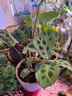 Maranta Prayer Plant in Pot