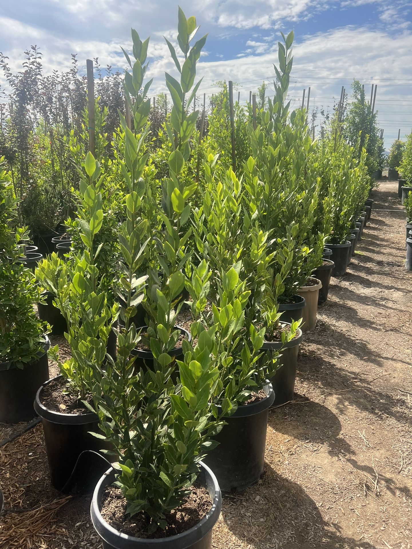 Sweet Bay Laurel 15 Gallon