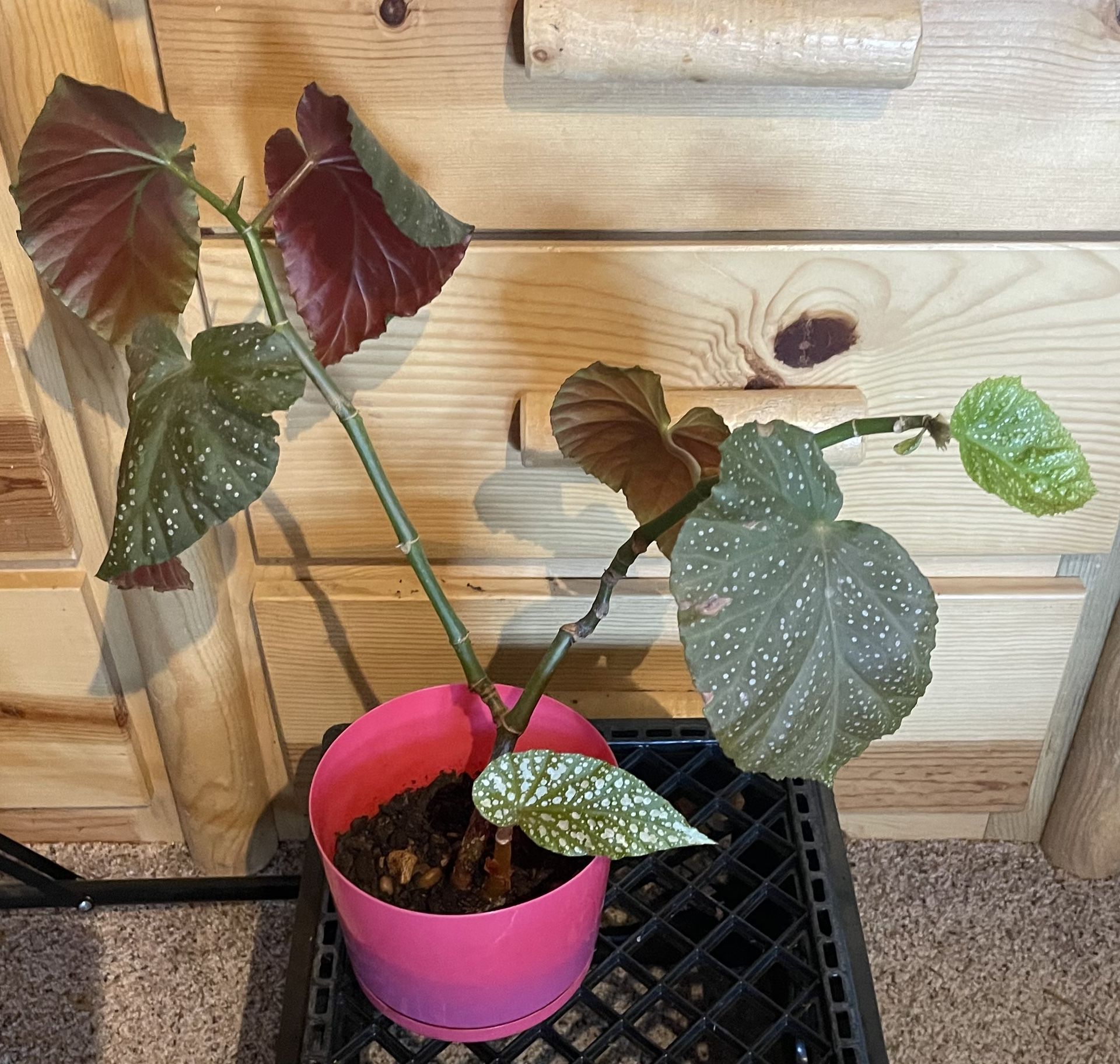 Angel wing Begonia Plant In Plastic Pot