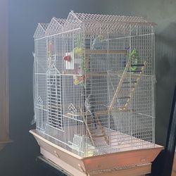 Bird Cage 