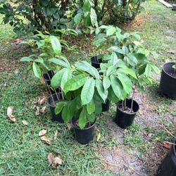 Soursop Plants