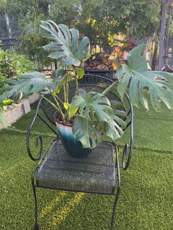 Monstera