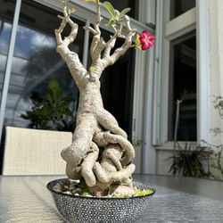 Desert Rose Bonsai