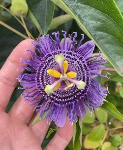 Passion flower plant