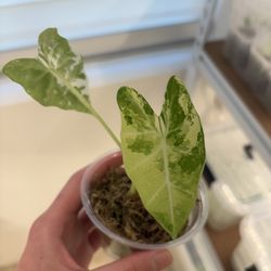 Variegated Alocasia frydek