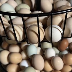 Huevos Orgánicos Y Fértiles Para Incubar 