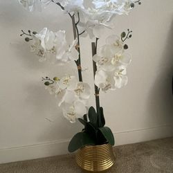 Orchid decorative Plant 