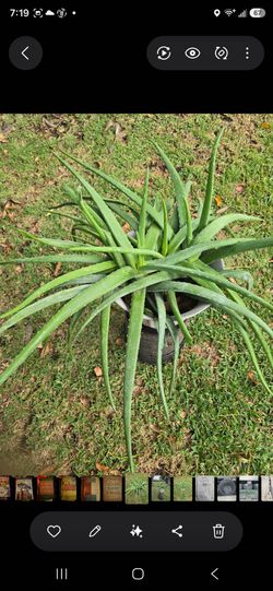 Aloe vera plant