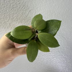 Hoya Callistophylla X Unknown 