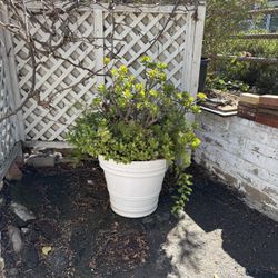 Large White Pot And Terracota Pots. 92067