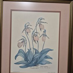 Print Ladies Slipper Signed And Numbered By Nellie Meadows