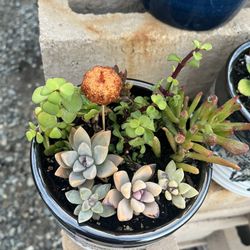 Succulents For All Occasions