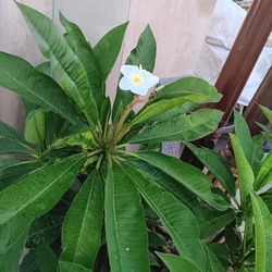 Plumeria Plant 
