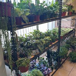 Indoor Plants (price varies Depending On Plant) 