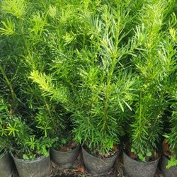 Beautiful Podocarpus Plants For Privacy!!! About 4 Feet Tall!! Fertilized 