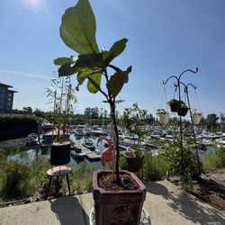 Fiddle-leaf fig Tree