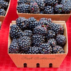 Boysenberry Starter Plant – Sweet, Thornless Berry Vine for Gardens & Containers
