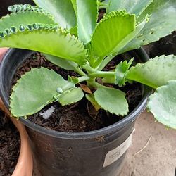 Kalanchoe 