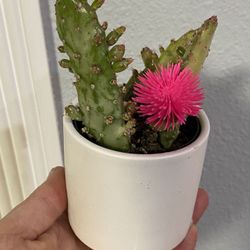 Tiny Cactus