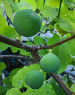 Kadota Fig Tree