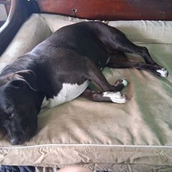 Memory Foam Orthopedic Dog Beds