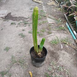 San Pedro Cactus Plant