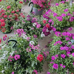 Verbena Beautiful and Healthy HANGING BASKETS PLANTS ARRIVED. $14 each