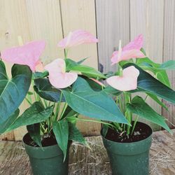 Anthurium Andraeanum Maine - Flamingo Flower 