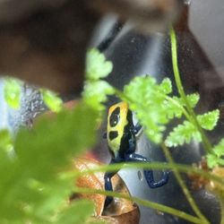 Dart Frog Froglets