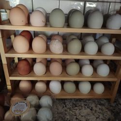 Fresh Eggs 