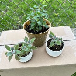 Plantas