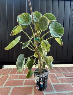 Begonia