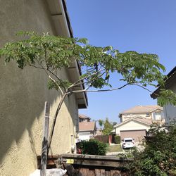 6 foot mimosa tree