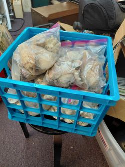 Large lot of shells