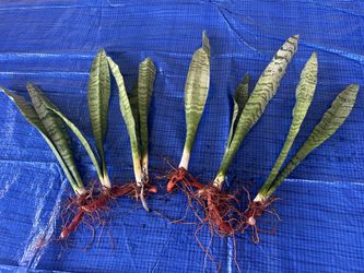 Snake plants