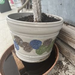 Potted Plant