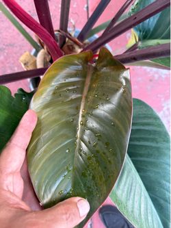 Large Red Congo Philodendron