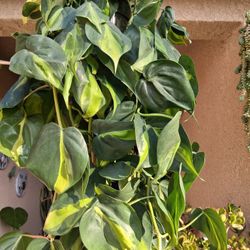 XLONG Philodendron Brasil Plant $40