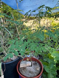 Plantas