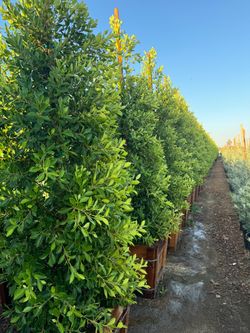 🌳 24” Ficus Nitida Trees