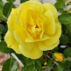 Live Blooming Rose Plant 1-gal Yellow Color