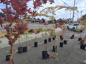Japanese Maple Sale - All Plants $40! Over 40 different varieties - 3 ft. To 6 ft. - corner of Martin Way & Galaxy Dr.  In Lacey!!