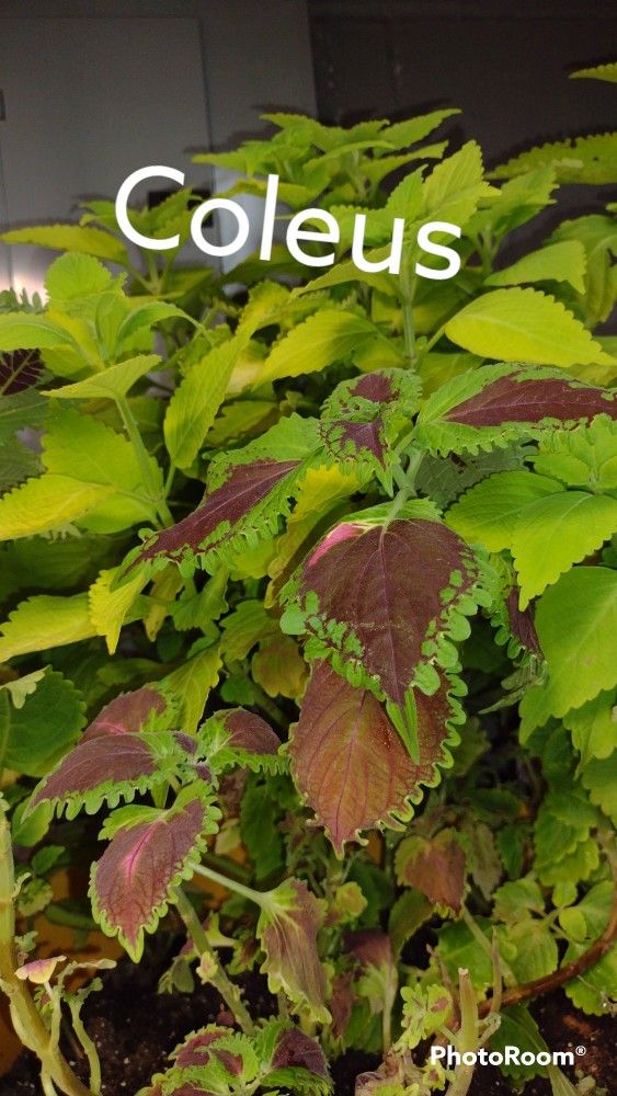 Various Types Of Plant Starts